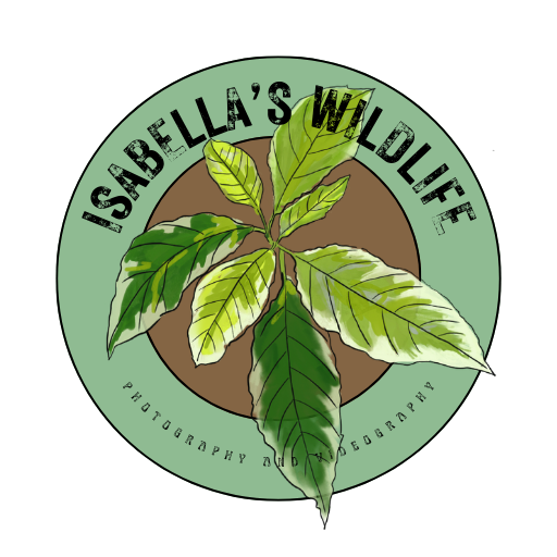 Isabella's Wildlife